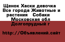 Щенок Хаски девочка - Все города Животные и растения » Собаки   . Московская обл.,Долгопрудный г.